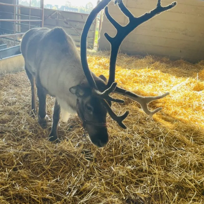 Appleton Christmas Barn