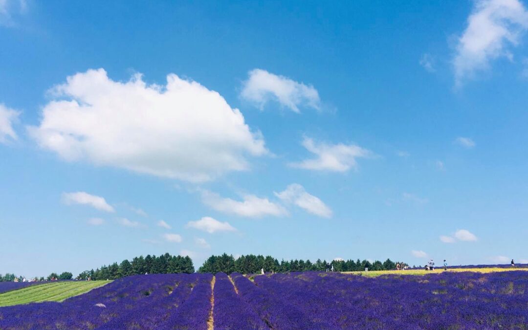 Cotswold Lavender