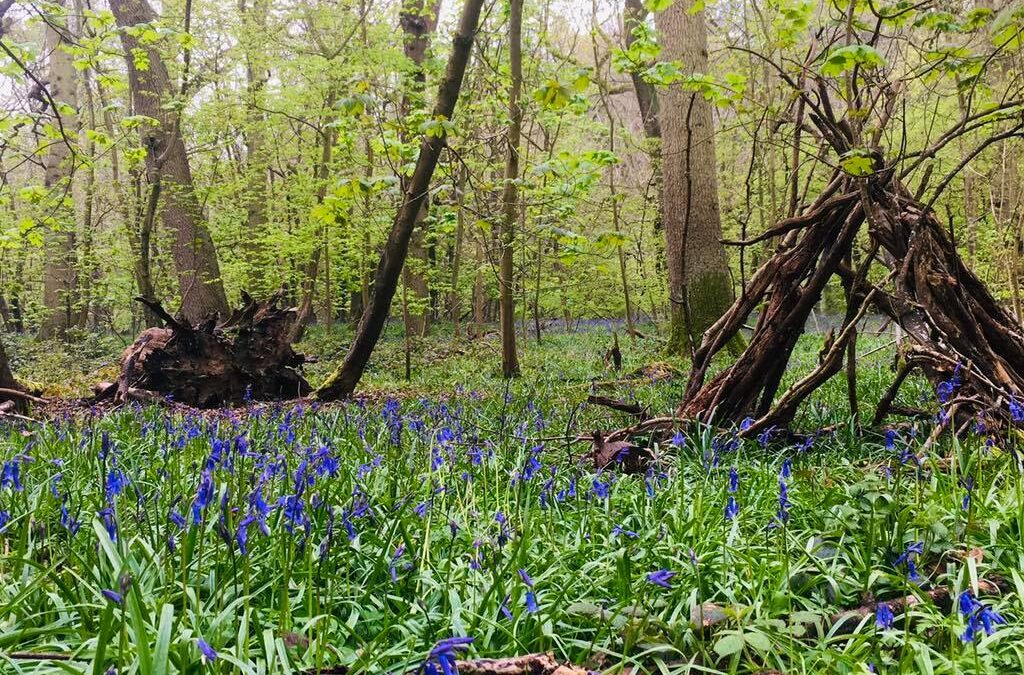 Besselseigh Wood