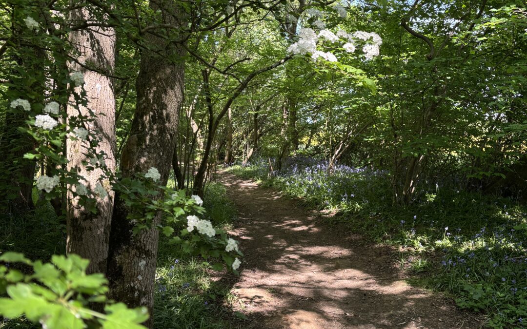 Pinsley Woods