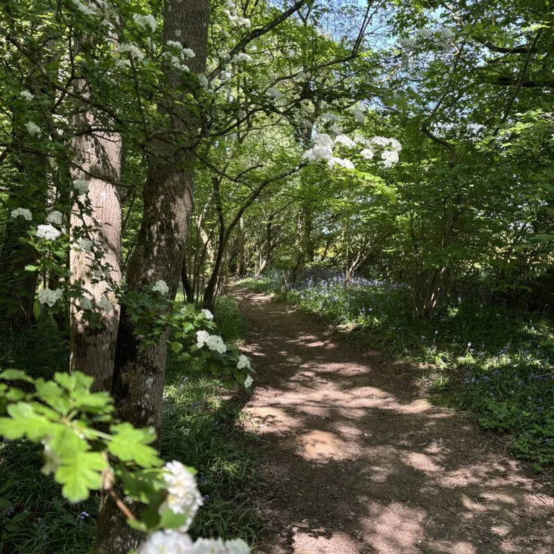 Pinsley Woods