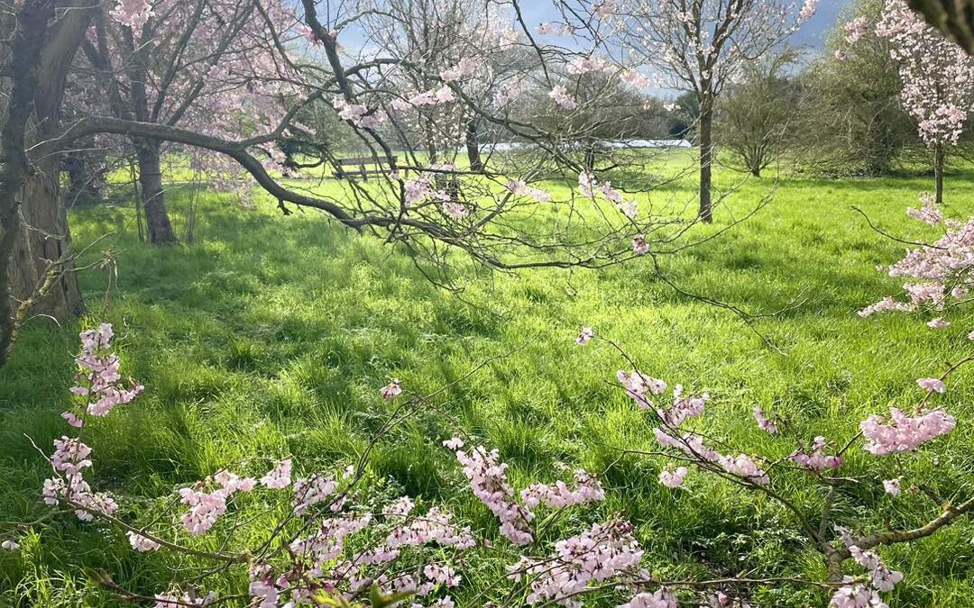 University Parks