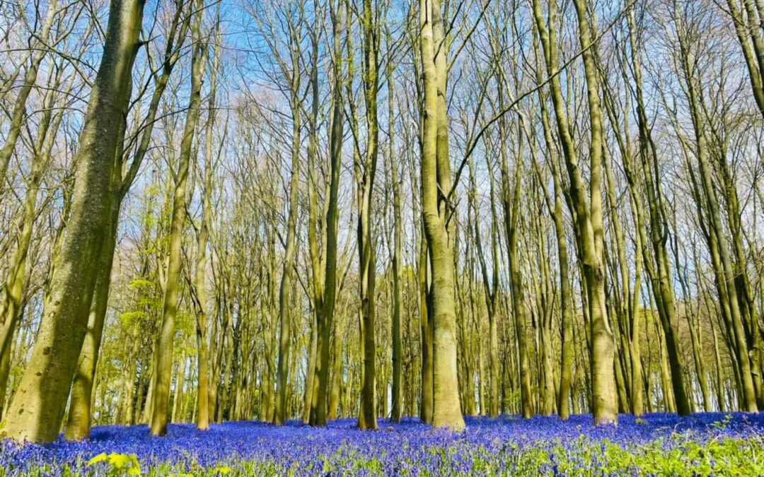 Badbury Clumps