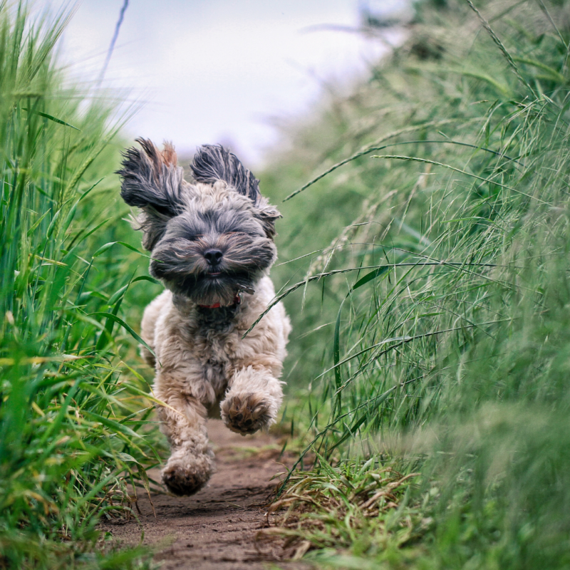 Top 5 dog walks in Oxfordshire