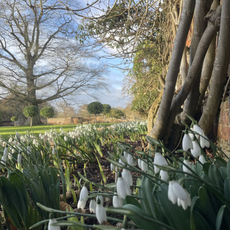 Top 5 places to see snowdrops