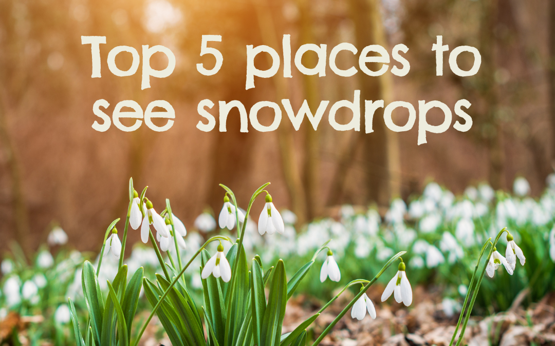 Top 5 places to see snowdrops in Oxford and beyond