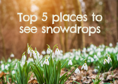 Top 5 places to see snowdrops in Oxfordshire and beyond