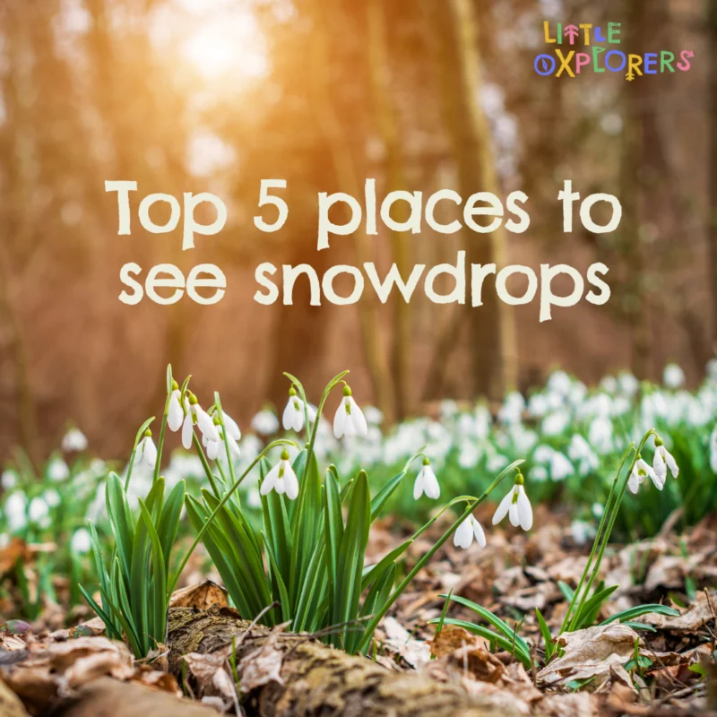 Top 5 places to see snowdrops in Oxford and beyond