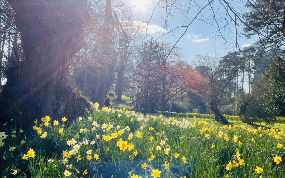 Top 5 places to see daffodils