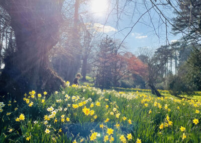 Our favourite places to see daffodils