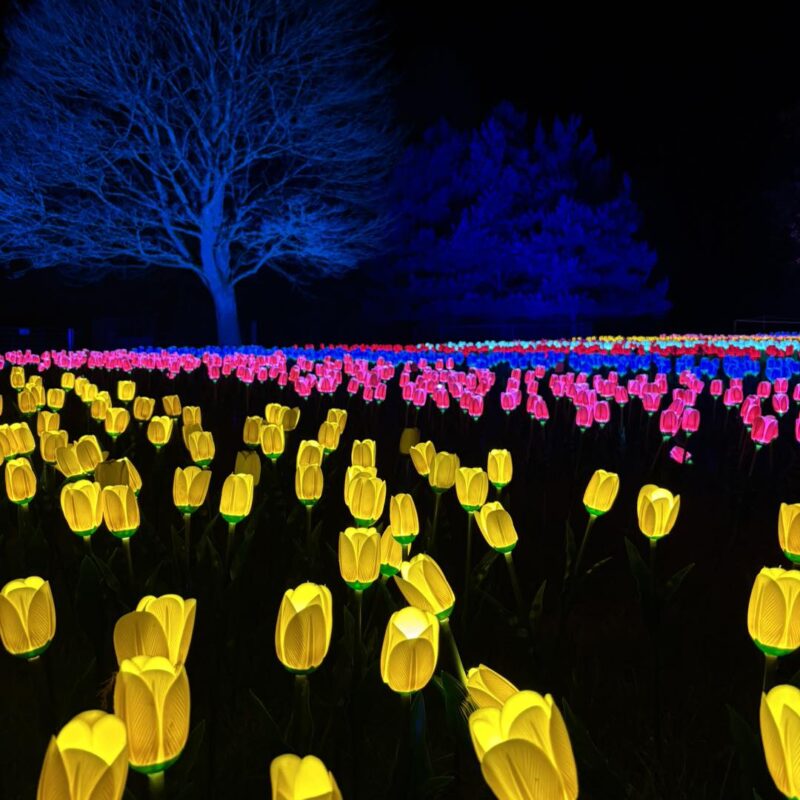 Illuminate Light Trail at Millets Farm
